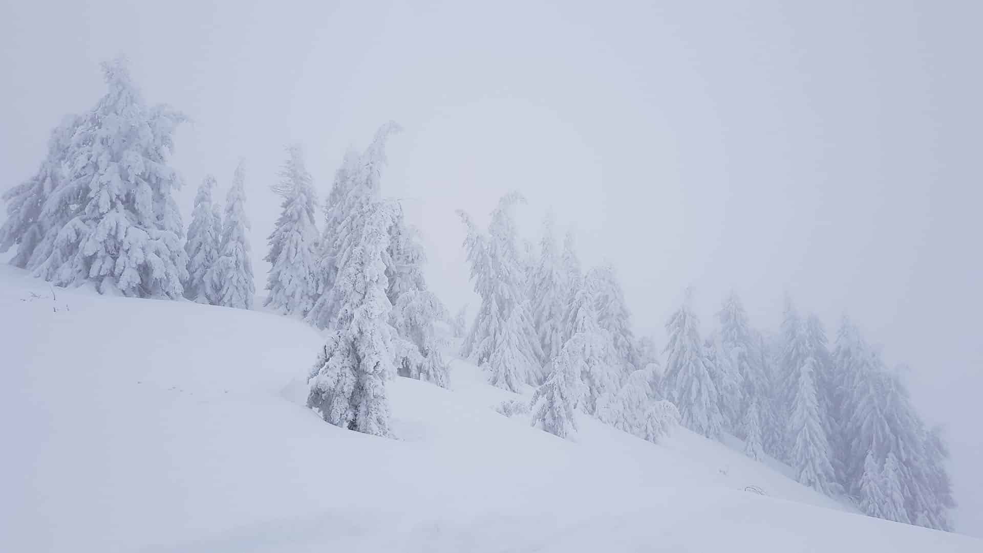 Snowy trees in the mist in Les Gets